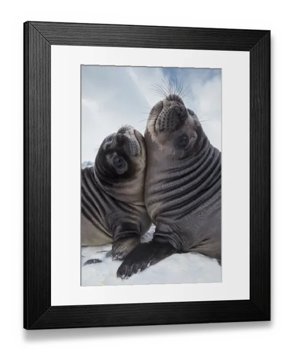 Framed Print : Two Southern elephant seal (Mirounga leonina) pups play-fighting, Royal Bay, South Georgia Framed Print : Two Southern elephant seal (Mirounga leonina) pups play-fighting, Royal Bay, South Georgia