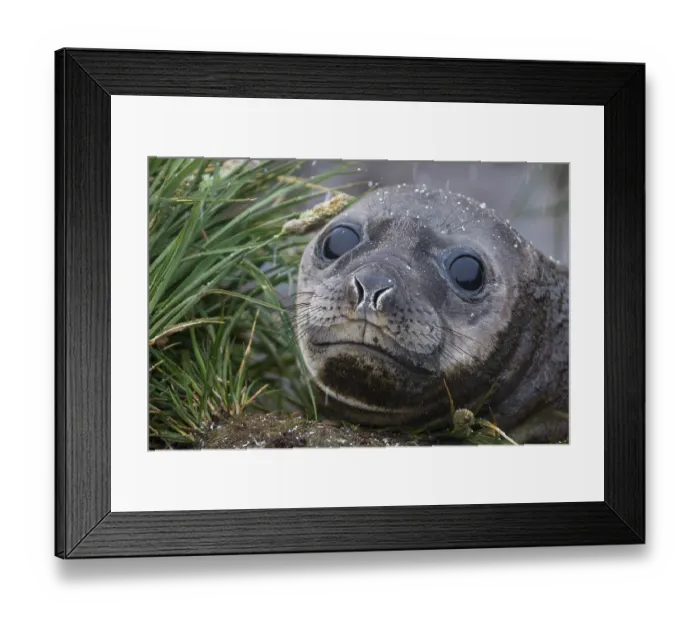 Framed Print : Southern elephant seal (Mirounga leonina) pup, head portrait, Gold Harbour, South Georgia Framed Print : Southern elephant seal (Mirounga leonina) pup, head portrait, Gold Harbour, South Georgia