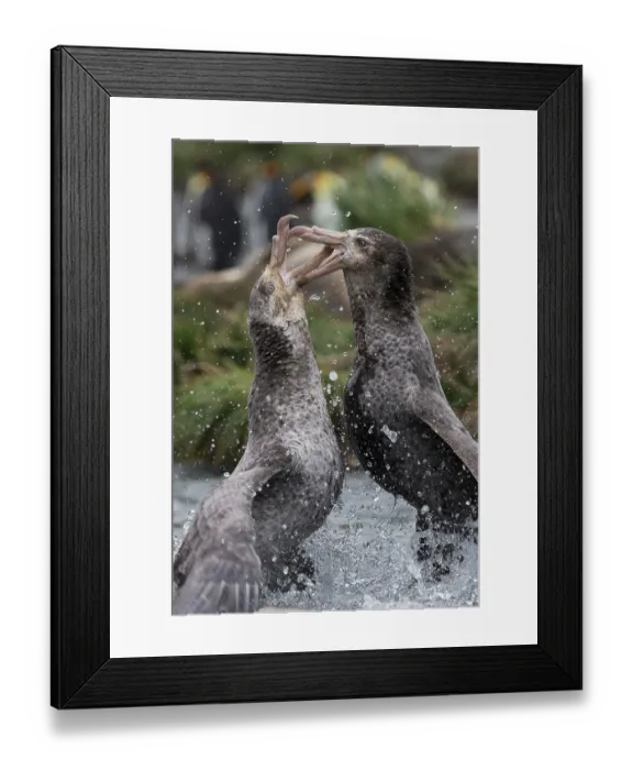 Framed Print : Two Northern giant petrels (Macronectes halli) fighting over dead seal, Gold Harbour, South Georgia Framed Print : Two Northern giant petrels (Macronectes halli) fighting over dead seal, Gold Harbour, South Georgia