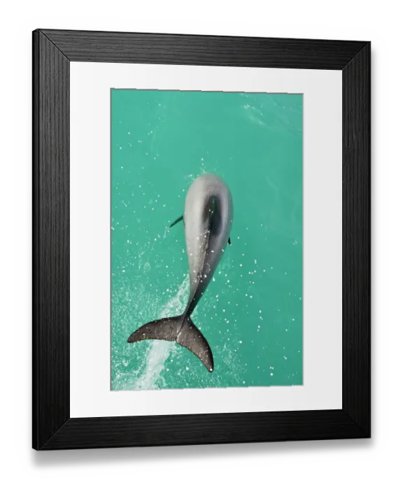 Framed Print : Hector's dolphin (Cephalorhynchus hectori) leaping out of the water, Bank's Peninsula, South Island, New Zealand, Pacific Ocean. Endangered Framed Print : Hector's dolphin (Cephalorhynchus hectori) leaping out of the water, Bank's Peninsula, South Island, New Zealand, Pacific Ocean. Endangered