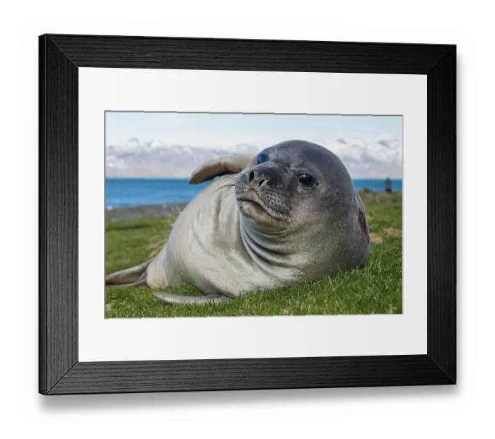 Framed Print : Southern elephant seal (Mirounga leonina) pup, resting, Grytviken, South Georgia Framed Print : Southern elephant seal (Mirounga leonina) pup, resting, Grytviken, South Georgia