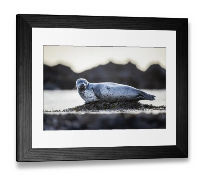 Framed Print : Harbour seal (Phoca vitulina) resting on pile of seaweed in light snowfall, Iceland. February Framed Print : Harbour seal (Phoca vitulina) resting on pile of seaweed in light snowfall, Iceland. February