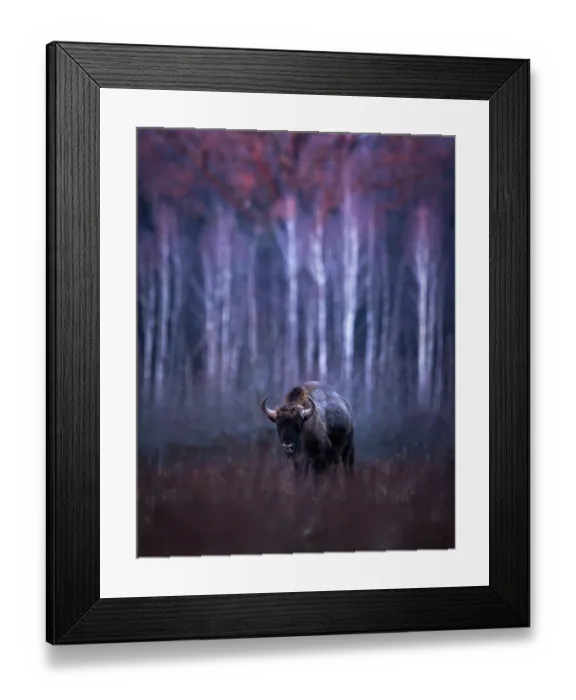 Framed Print : European bison (Bison bonasus) walking through grassland at edge of forest in early evening light, Bialowieza Forest, Bialowieza National Park, Poland. February Framed Print : European bison (Bison bonasus) walking through grassland at edge of forest in early evening light, Bialowieza Forest, Bialowieza National Park, Poland. February
