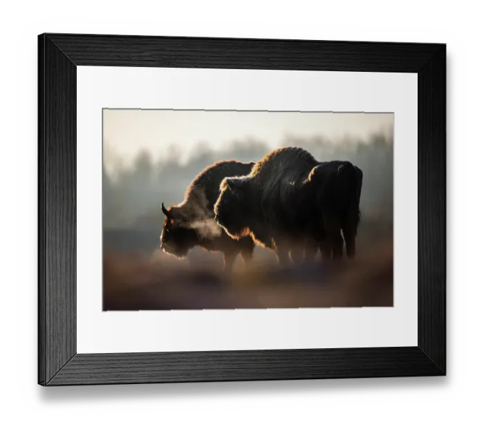 Framed Print : Two European bison (Bison bonasus) at dawn on a cold morning, Bialowieza Forest, Bialowieza National Park, Poland. February Framed Print : Two European bison (Bison bonasus) at dawn on a cold morning, Bialowieza Forest, Bialowieza National Park, Poland. February