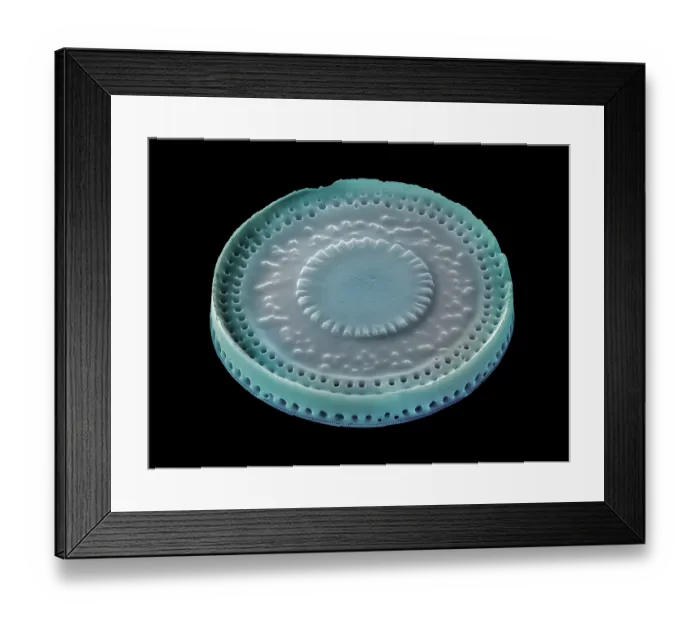 Framed Print : Diatom (Paralia sulcata var. biseriata f. coronata). The silica skeleton of a diatom includes a pair of valve sections, one of which is shown here Framed Print : Diatom (Paralia sulcata var. biseriata f. coronata). The silica skeleton of a diatom includes a pair of valve sections, one of which is shown here