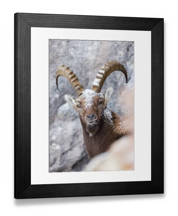 Framed Print : Alpine ibex (Capra ibex) on snow-covered mountainside, head portrait, Alps, Switzerland. January Framed Print : Alpine ibex (Capra ibex) on snow-covered mountainside, head portrait, Alps, Switzerland. January