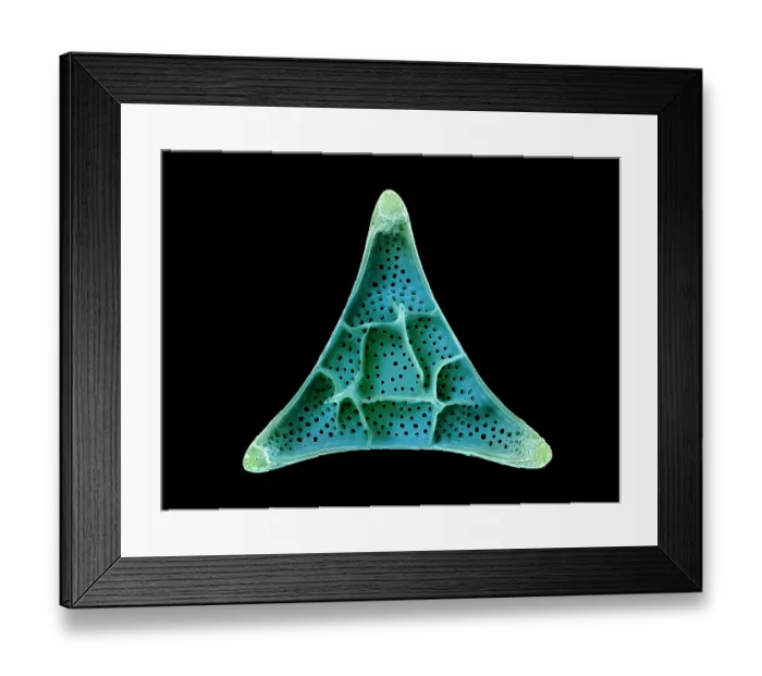 Framed Print : Diatom (Triceratium sentum). The silica skeleton of a diatom includes a pair of valve sections, one of which is shown here. False-coloured scanning electron micrograph (SEM) Framed Print : Diatom (Triceratium sentum). The silica skeleton of a diatom includes a pair of valve sections, one of which is shown here. False-coloured scanning electron micrograph (SEM)