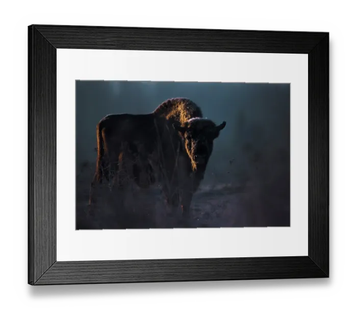 Framed Print : European bison (Bison bonasus) at sunrise, portrait, Bialowieza Forest, Bialowieza National Park, Poland. February Framed Print : European bison (Bison bonasus) at sunrise, portrait, Bialowieza Forest, Bialowieza National Park, Poland. February
