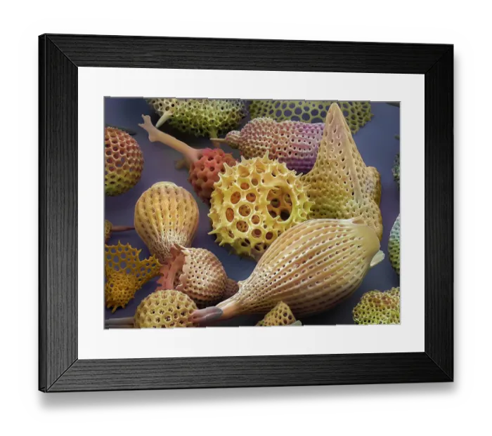 Framed Print : Assorted radiolaria, false-coloured scanning electron micrograph. The intricate mineral skeleton of a radiolarian is usually made of silica
