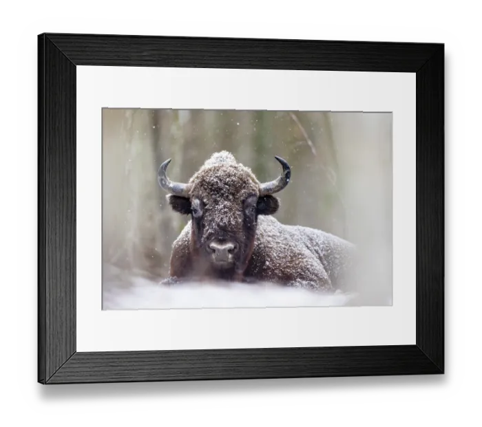 Framed Print : European bison (Bison bonasus) resting in falling snow, Bialowieza Forest, Bialowieza National Park, Poland. February Framed Print : European bison (Bison bonasus) resting in falling snow, Bialowieza Forest, Bialowieza National Park, Poland. February