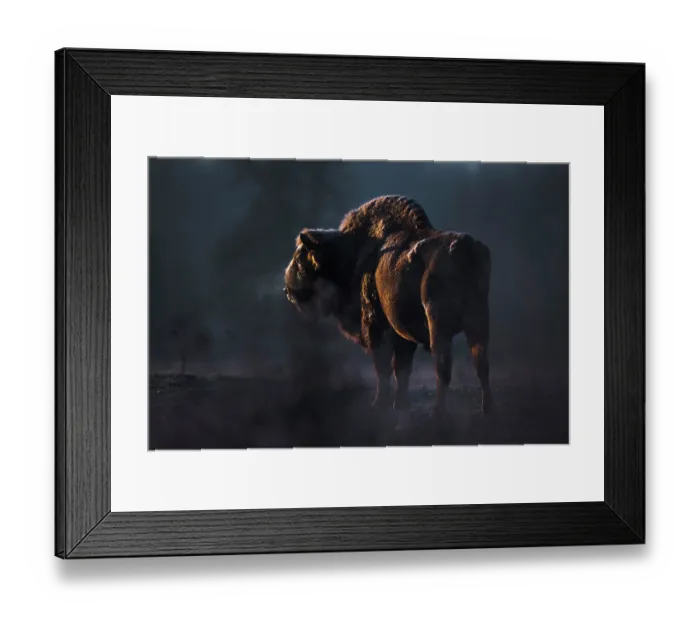 Framed Print : European bison (Bison bonasus) at sunrise, portrait, Bialowieza Forest, Bialowieza National Park, Poland. February Framed Print : European bison (Bison bonasus) at sunrise, portrait, Bialowieza Forest, Bialowieza National Park, Poland. February
