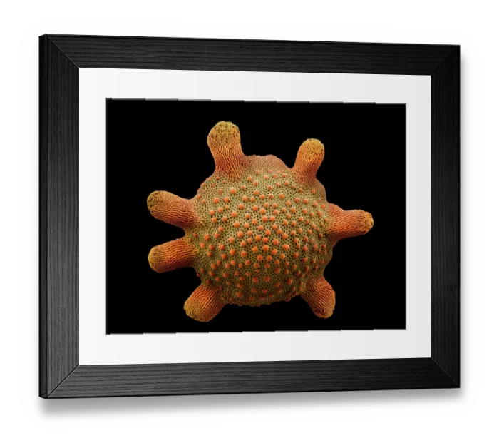 Framed Print : Foraminiferan test (Calcarina sp.) from Okinawa Ishigaki Island, Yaeyama Islands, Japan. Large numbers of these accumulate on the shore to form Star Sand Framed Print : Foraminiferan test (Calcarina sp.) from Okinawa Ishigaki Island, Yaeyama Islands, Japan. Large numbers of these accumulate on the shore to form Star Sand