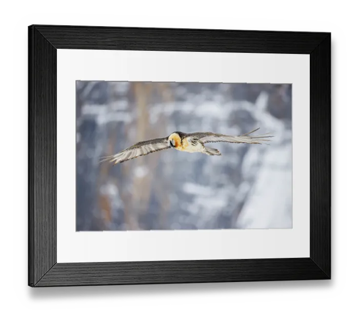 Framed Print : Bearded vulture (Gypaetus barbatus) in flight in winter, Alps, Switzerland. January Framed Print : Bearded vulture (Gypaetus barbatus) in flight in winter, Alps, Switzerland. January