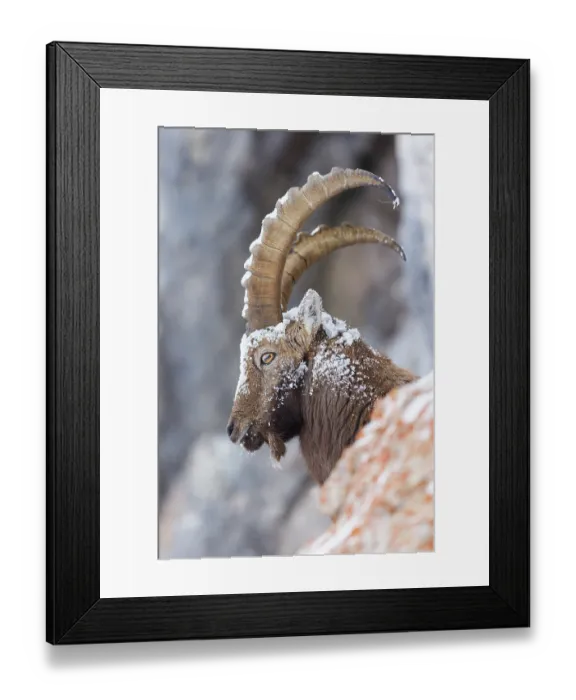 Framed Print : Alpine ibex (Capra ibex) on snow-covered mountainside, head portrait, Alps, Switzerland. January Framed Print : Alpine ibex (Capra ibex) on snow-covered mountainside, head portrait, Alps, Switzerland. January
