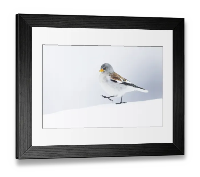 Framed Print : White-winged snowfinch (Montifringilla nivalis) walking on snow, Alps, Switzerland. January Framed Print : White-winged snowfinch (Montifringilla nivalis) walking on snow, Alps, Switzerland. January