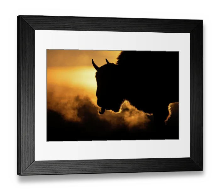 Framed Print : European bison (Bison bonasus) silhouetted at sunrise, portrait, Bialowieza Forest, Bialowieza National Park, Poland. February Framed Print : European bison (Bison bonasus) silhouetted at sunrise, portrait, Bialowieza Forest, Bialowieza National Park, Poland. February