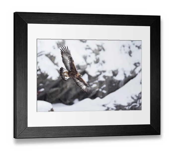 Framed Print : Golden eagle (Aquila chrysaetos) in flight with snow-covered mountainside in background, Alps, Switzerland. January Framed Print : Golden eagle (Aquila chrysaetos) in flight with snow-covered mountainside in background, Alps, Switzerland. January