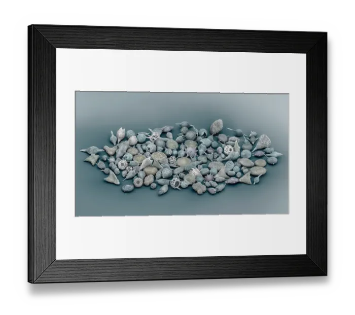 Framed Print : Assorted radiolaria, false-coloured scanning electron micrograph. The intricate mineral skeleton of a radiolarian is usually made of silica Framed Print : Assorted radiolaria, false-coloured scanning electron micrograph. The intricate mineral skeleton of a radiolarian is usually made of silica
