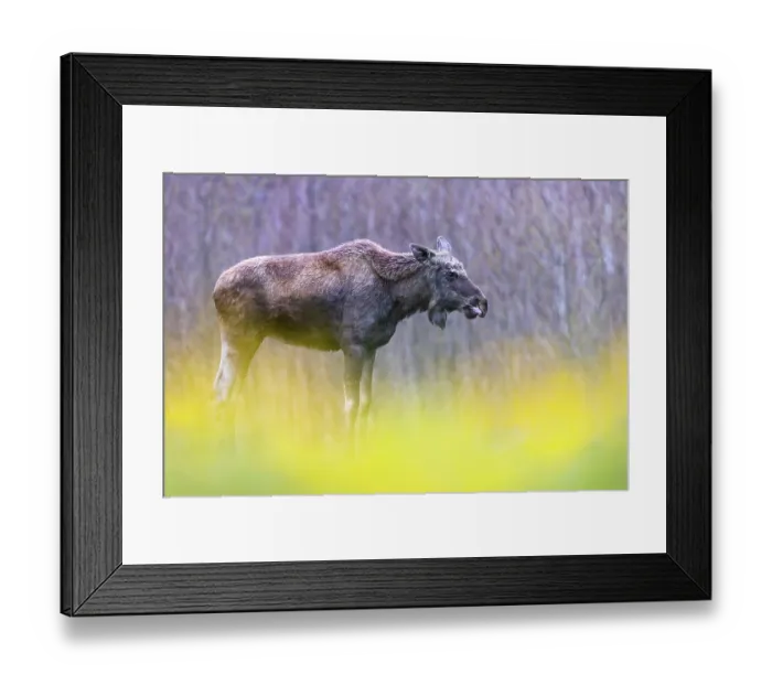 Framed Print : Moose (Alces alces) portrait, Biebrza National Park, Poland. April Framed Print : Moose (Alces alces) portrait, Biebrza National Park, Poland. April