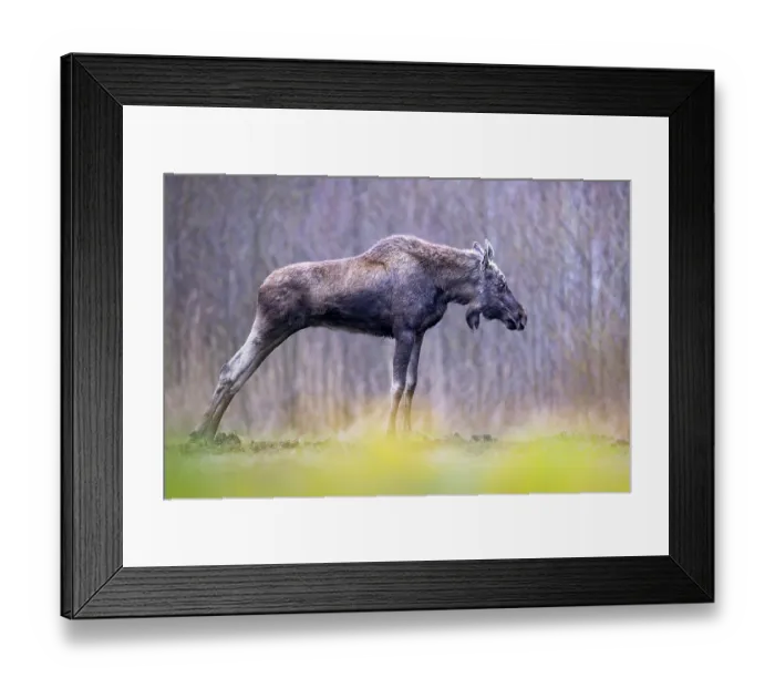 Framed Print : Moose (Alces alces) stretching its legs, portrait, Biebrza National Park, Poland. April Framed Print : Moose (Alces alces) stretching its legs, portrait, Biebrza National Park, Poland. April
