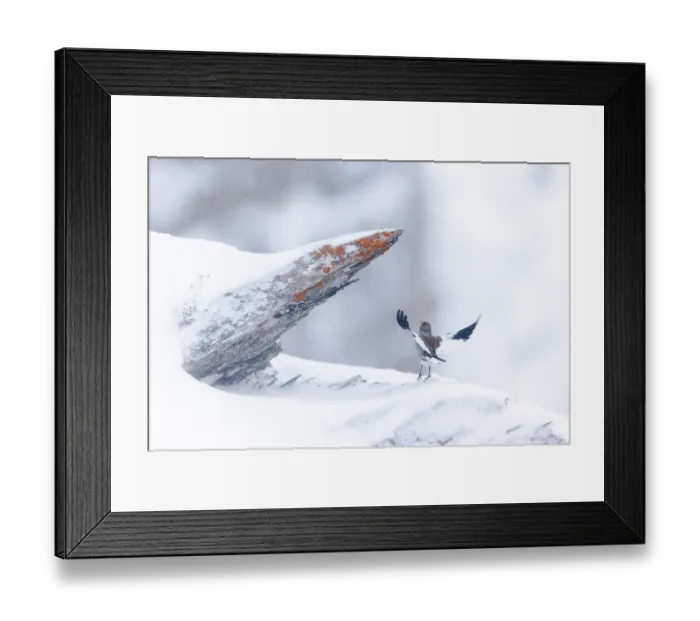 Framed Print : White-winged snowfinch (Montifringilla nivalis) taking flight from snow-covered rocks, Alps, Switzerland. January Framed Print : White-winged snowfinch (Montifringilla nivalis) taking flight from snow-covered rocks, Alps, Switzerland. January