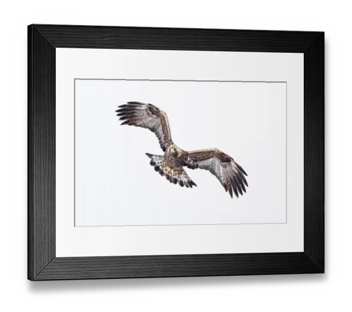 Framed Print : Golden eagle (Aquila chrysaetos) in flight, Alps, Switzerland. January Framed Print : Golden eagle (Aquila chrysaetos) in flight, Alps, Switzerland. January