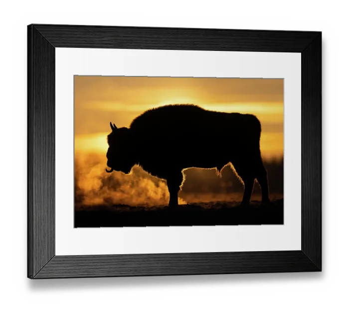 Framed Print : European bison (Bison bonasus) silhouetted at sunrise, portrait, Bialowieza Forest, Bialowieza National Park, Poland. February Framed Print : European bison (Bison bonasus) silhouetted at sunrise, portrait, Bialowieza Forest, Bialowieza National Park, Poland. February