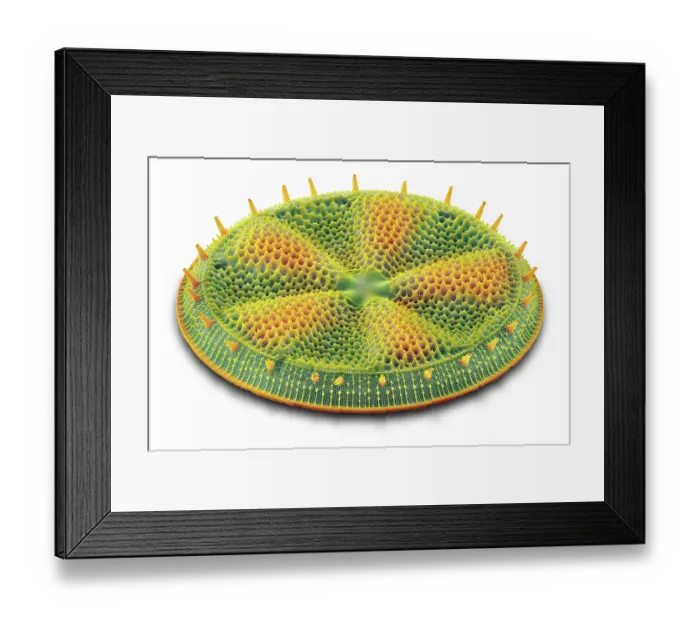 Framed Print : Diatom (Actinoptychus heliopelta). The silica skeleton of a diatom includes a pair of valve sections, one of which is shown here Framed Print : Diatom (Actinoptychus heliopelta). The silica skeleton of a diatom includes a pair of valve sections, one of which is shown here