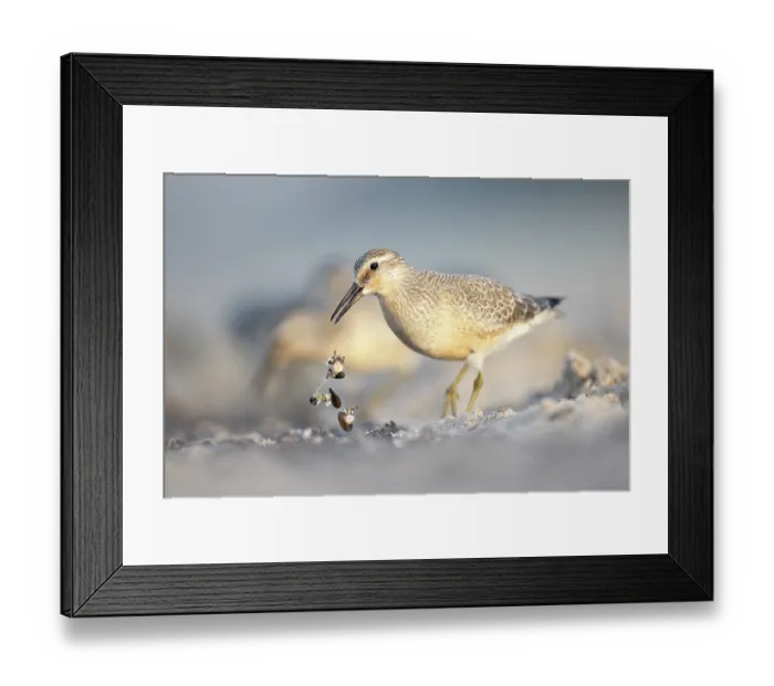 Framed Print : Red knot (Calidris canutus) foraging on beach, Baltic Sea, Poland. September