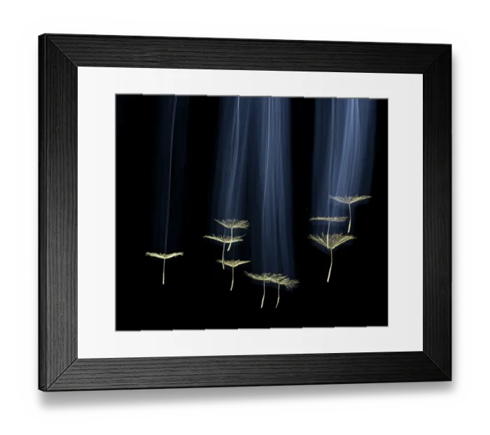 Framed Print : Salsify seeds (Tragopogon porrifolius) falling on black background, Bristol, UK Framed Print : Salsify seeds (Tragopogon porrifolius) falling on black background, Bristol, UK