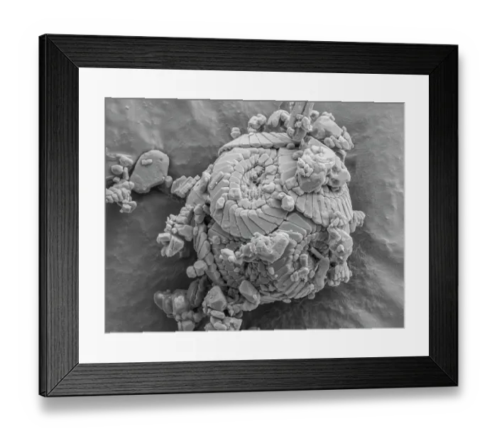 Framed Print : A chalk coccosphere micro-fossil (12μm diameter), made up from individual coccoliths plates of calcite crystals Framed Print : A chalk coccosphere micro-fossil (12μm diameter), made up from individual coccoliths plates of calcite crystals
