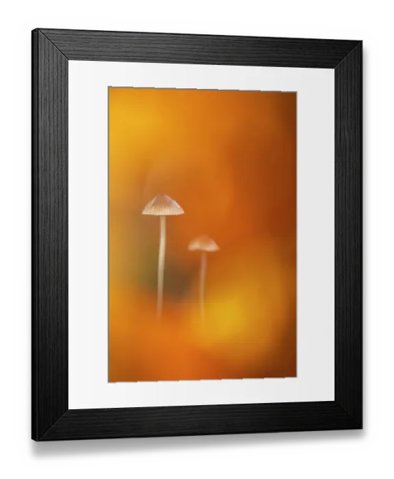 Framed Print : Fungi, unidentified species, among autumnal colour, Bolderwood, New Forest National Park, Hampshire, UK. November Framed Print : Fungi, unidentified species, among autumnal colour, Bolderwood, New Forest National Park, Hampshire, UK. November