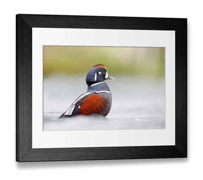 Framed Print : Harlequin duck (Histrionicus histrionicus) drake, on water, River Laxa, Myvatn, Iceland. June Framed Print : Harlequin duck (Histrionicus histrionicus) drake, on water, River Laxa, Myvatn, Iceland. June