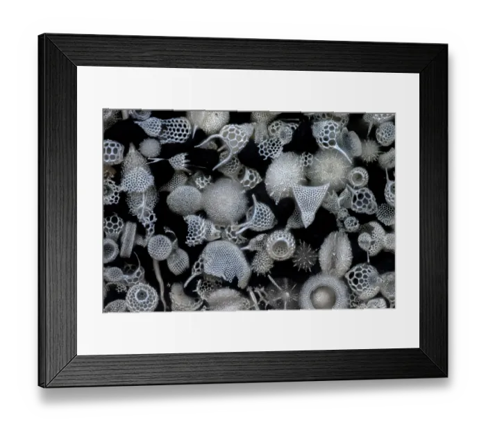 Framed Print : Assorted radiolaria on an antique microscope slide, focus-stacked light micrograph. The intricate mineral skeleton of a radiolarian is usually made of silica Framed Print : Assorted radiolaria on an antique microscope slide, focus-stacked light micrograph. The intricate mineral skeleton of a radiolarian is usually made of silica