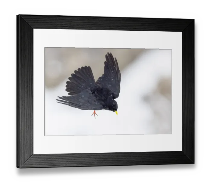 Framed Print : Alpine chough (Pyrrhocorax graculus) in flight in light snowfall, Alps, Switzerland. January Framed Print : Alpine chough (Pyrrhocorax graculus) in flight in light snowfall, Alps, Switzerland. January
