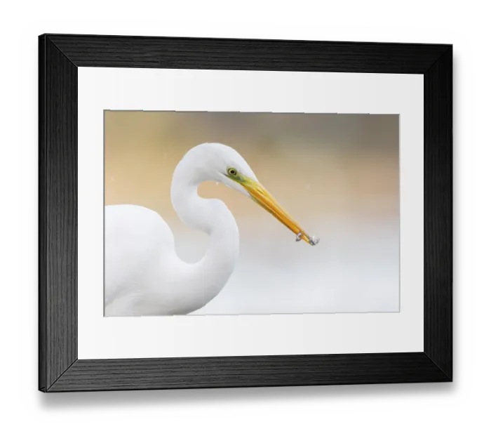 Framed Print : Great egret (Ardea alba) with two small fish prey in beak, Milicz Ponds, Barycz Valley Landscape Park, Poland. November Framed Print : Great egret (Ardea alba) with two small fish prey in beak, Milicz Ponds, Barycz Valley Landscape Park, Poland. November