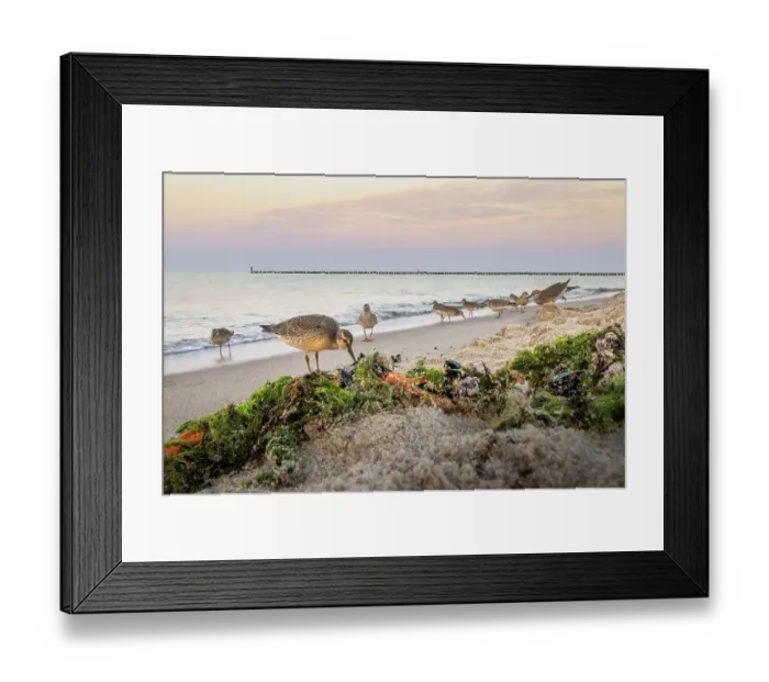 Framed Print : Red knot (Calidris canutus) flock foraging along the shore at dusk, Baltic Sea, Poland. September