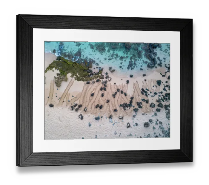 Framed Print : Aerial view of Green sea turtles (Chelonia mydas) laying eggs on beach, Maui, Hawaii, USA, Pacific Ocean. Endangered Framed Print : Aerial view of Green sea turtles (Chelonia mydas) laying eggs on beach, Maui, Hawaii, USA, Pacific Ocean. Endangered