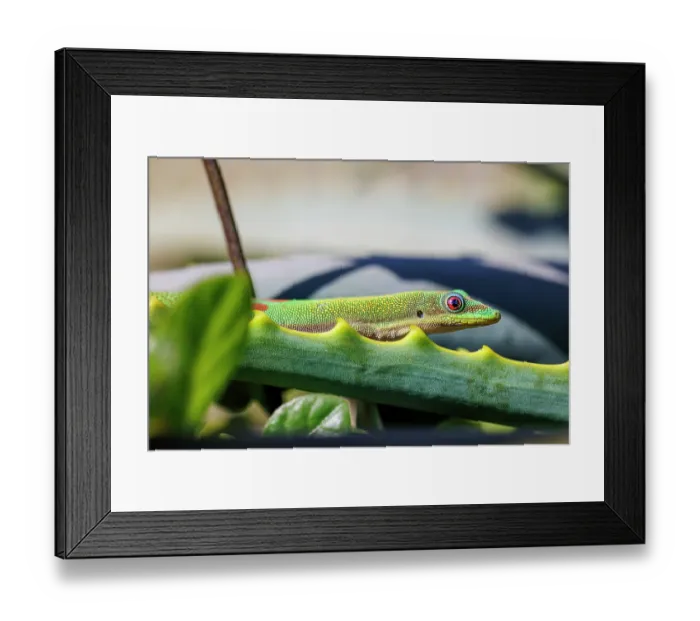 Framed Print : Gold dust day gecko (Phelsuma laticauda) walking down spiky leaf, Hawaii, USA