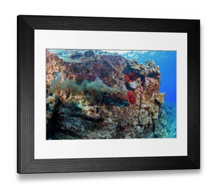 Framed Print : Day octopus (Octopus cyanea) releasing an ink cloud to escape predator on reef, as Red pencil urchin (Heterocentrotus mamillatus) rests behind, Hawaii, USA, Pacific Ocean Framed Print : Day octopus (Octopus cyanea) releasing an ink cloud to escape predator on reef, as Red pencil urchin (Heterocentrotus mamillatus) rests behind, Hawaii, USA, Pacific Ocean