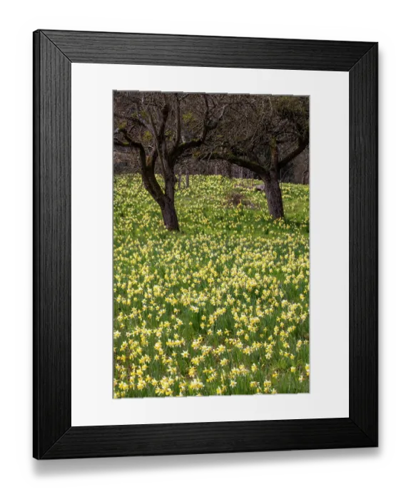 Framed Print : Wild daffodils (Narcissus pseudonarcissus) in flower in spring, GWT Nature Reserve, near Dymock, Gloucestershire, England, UK. March Framed Print : Wild daffodils (Narcissus pseudonarcissus) in flower in spring, GWT Nature Reserve, near Dymock, Gloucestershire, England, UK. March