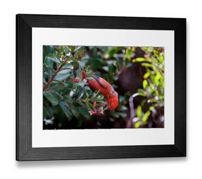 Framed Print : Apapane bird (Himatione sanguinea) feeding on nectar from flower blossom whilst perching in tree, Hosmer Grove, Haleakala National Park, Maui, Hawaii, USA Framed Print : Apapane bird (Himatione sanguinea) feeding on nectar from flower blossom whilst perching in tree, Hosmer Grove, Haleakala National Park, Maui, Hawaii, USA