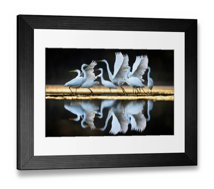 Framed Print : Great egret (Ardea alba) flock at edge of pond flapping their wings, Milicz Ponds, Barycz Valley Landscape Park, Poland. November Framed Print : Great egret (Ardea alba) flock at edge of pond flapping their wings, Milicz Ponds, Barycz Valley Landscape Park, Poland. November