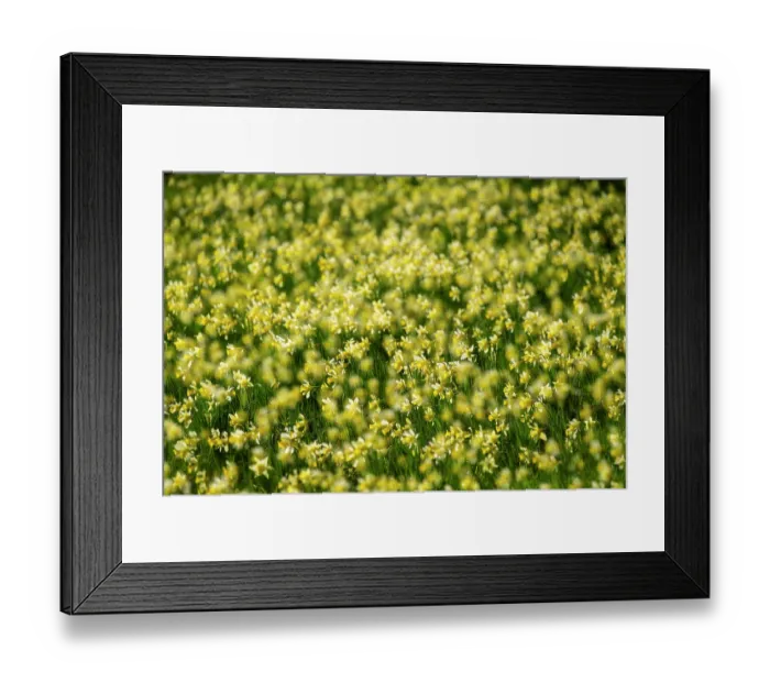 Framed Print : Wild daffodils (Narcissus pseudonarcissus) in flower in spring, GWT Nature Reserve, near Dymock, Gloucestershire, England, UK. March Framed Print : Wild daffodils (Narcissus pseudonarcissus) in flower in spring, GWT Nature Reserve, near Dymock, Gloucestershire, England, UK. March
