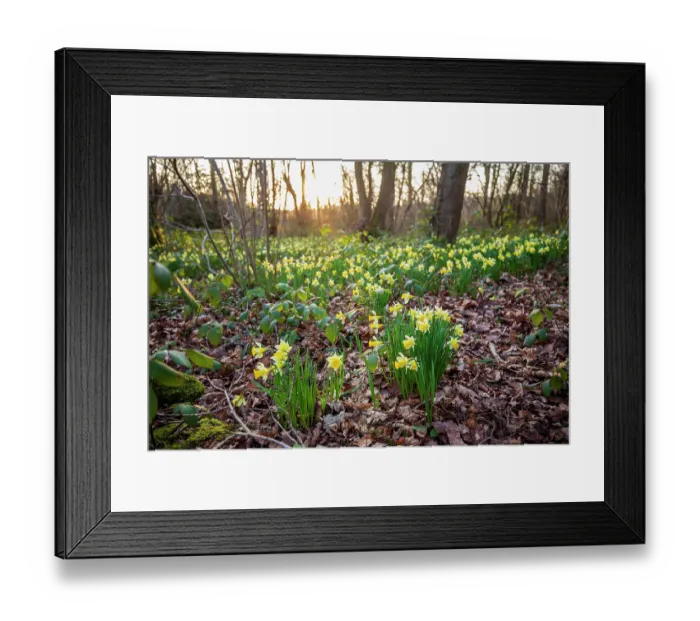 Framed Print : Wild daffodils (Narcissus pseudonarcissus) in flower in woodland at dusk, Betty Daw's Wood, Dymock Woods SSSI, Gloucestershire, England, UK. March Framed Print : Wild daffodils (Narcissus pseudonarcissus) in flower in woodland at dusk, Betty Daw's Wood, Dymock Woods SSSI, Gloucestershire, England, UK. March