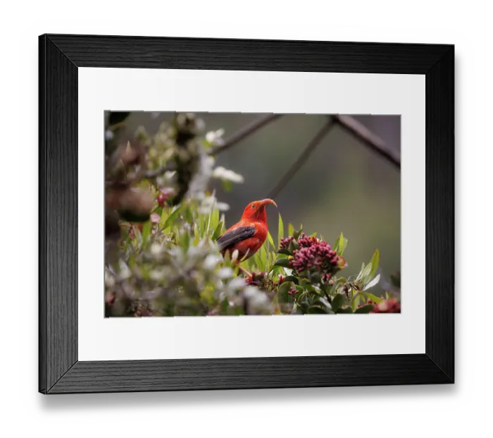 Framed Print : Scarlet honeycreeper (Vestiaria coccinea) perching in tree beside flowers, Hosmers Grove, Haleakala National Park, Maui, Hawaii, USA Framed Print : Scarlet honeycreeper (Vestiaria coccinea) perching in tree beside flowers, Hosmers Grove, Haleakala National Park, Maui, Hawaii, USA