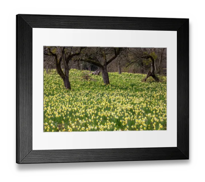 Framed Print : Wild daffodils (Narcissus pseudonarcissus) in flower in spring, GWT Nature Reserve, near Dymock, Gloucestershire, England, UK. March Framed Print : Wild daffodils (Narcissus pseudonarcissus) in flower in spring, GWT Nature Reserve, near Dymock, Gloucestershire, England, UK. March