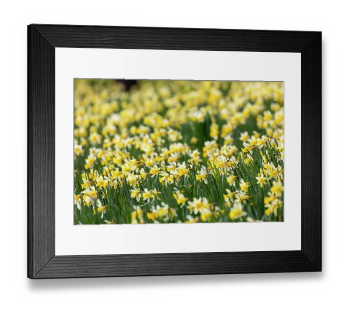 Framed Print : Wild daffodils (Narcissus pseudonarcissus) in flower in spring, GWT Nature Reserve, near Dymock, Gloucestershire, England, UK. March Framed Print : Wild daffodils (Narcissus pseudonarcissus) in flower in spring, GWT Nature Reserve, near Dymock, Gloucestershire, England, UK. March