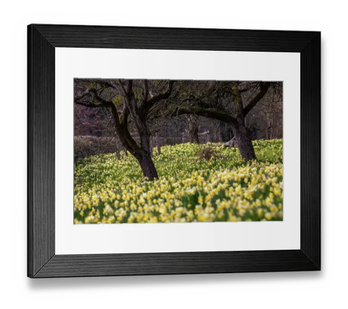 Framed Print : Wild daffodils (Narcissus pseudonarcissus) in flower in spring, Gwen & Vera's Fields, GWT Nature Reserve, near Dymock, Gloucestershire, England, UK. March Framed Print : Wild daffodils (Narcissus pseudonarcissus) in flower in spring, Gwen & Vera's Fields, GWT Nature Reserve, near Dymock, Gloucestershire, England, UK. March