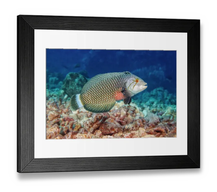 Framed Print : Rockmover wrasse (Novaculichthys taeniourus) swimming over coral reef, Hawaii, USA, Pacific Ocean Framed Print : Rockmover wrasse (Novaculichthys taeniourus) swimming over coral reef, Hawaii, USA, Pacific Ocean